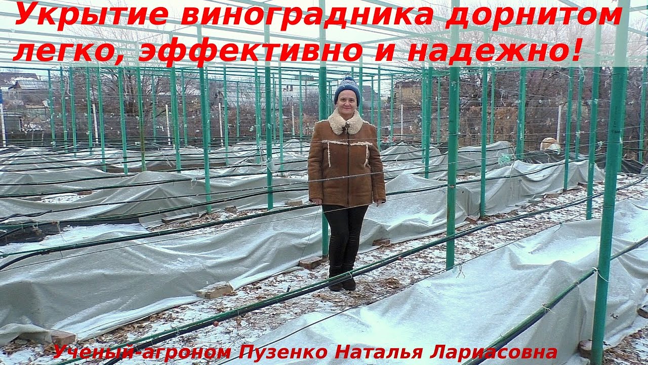 Чубучок Магазин Саженцев Винограда Пузенко Чубучок Магазин Саженцев Винограда Пузенко